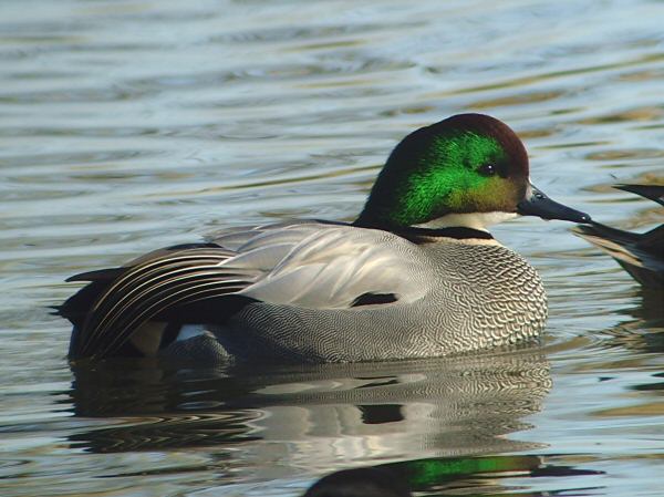 Falcated Duck