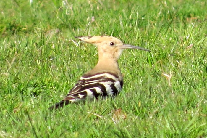 Hoopoe