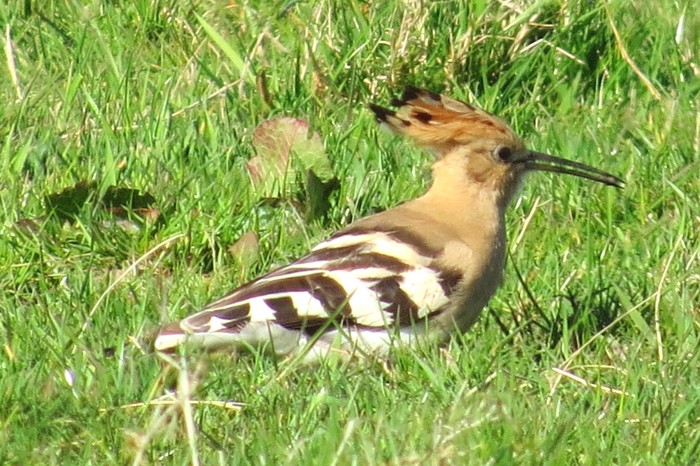 Hoopoe