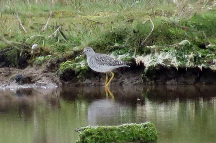 Lesser Yellowlegs