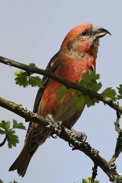 Two-barred Crossbill