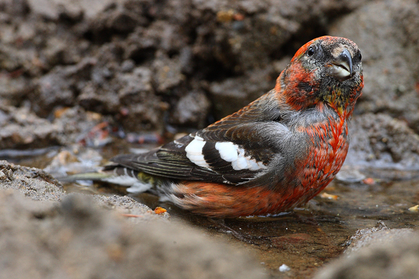 Two-barred Crossbill