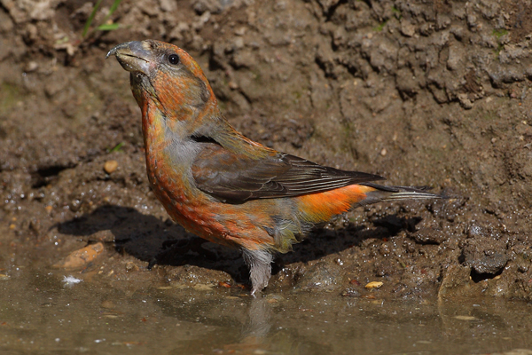 Crossbill