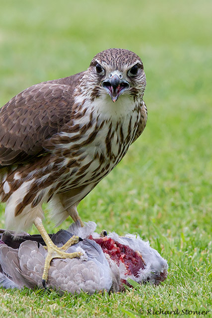 Merlin
