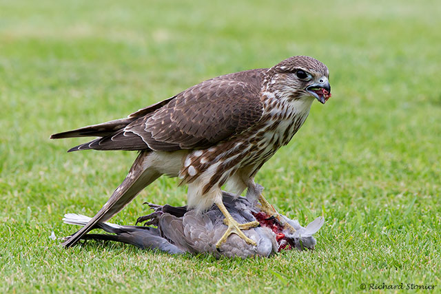 Merlin