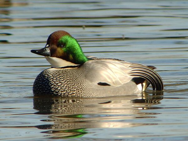 Falcated Duck