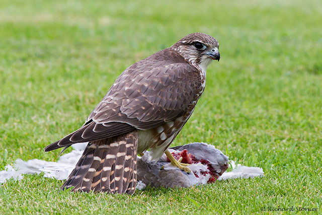 Merlin