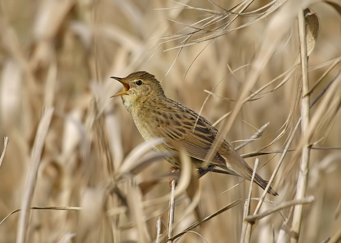 Grasshopper Warbler