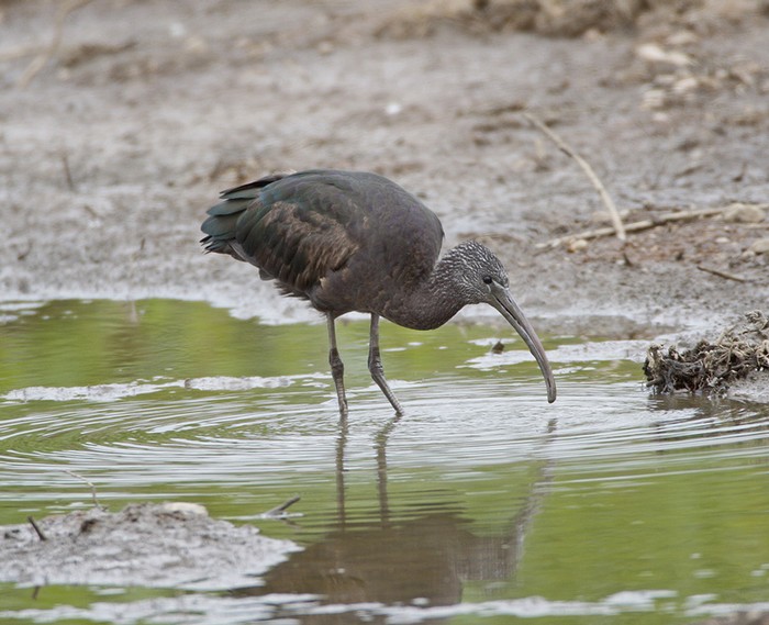 Glossy Ibis