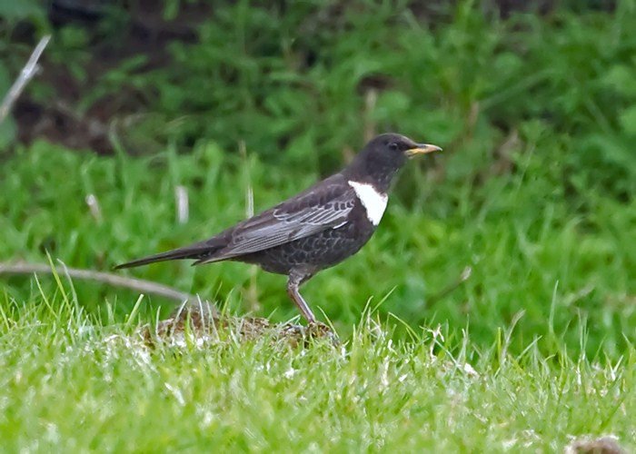 Ring Ouzel
