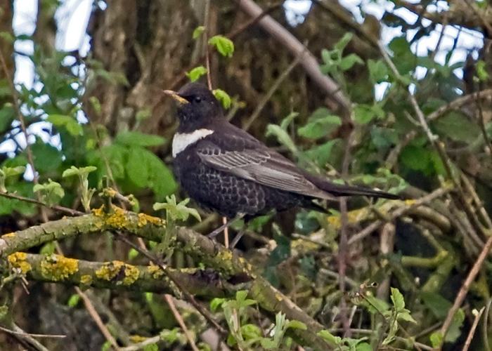 Ring Ouzel