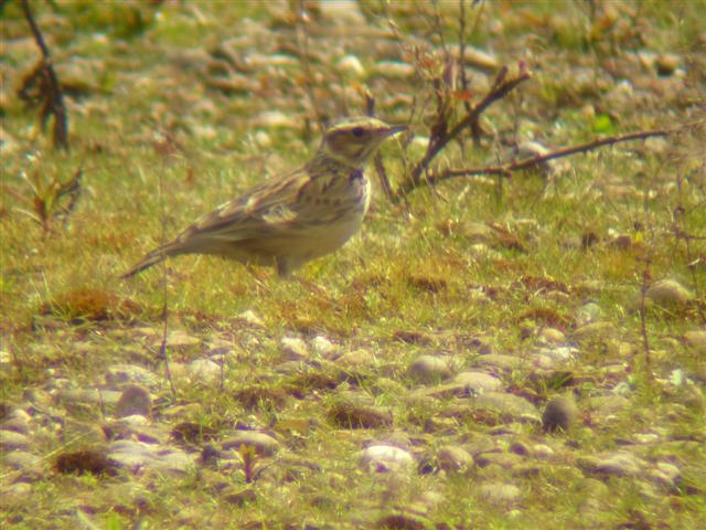 Woodlark