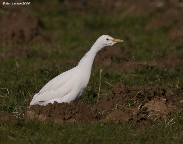 Cattle Egret