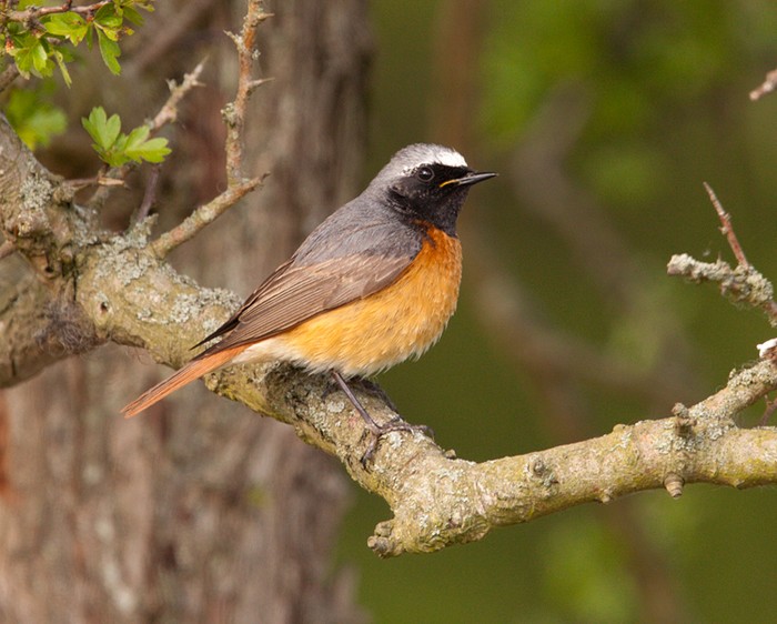 Redstart