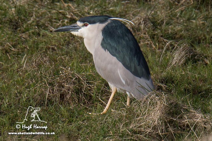 Night Heron