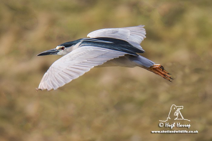 Night Heron