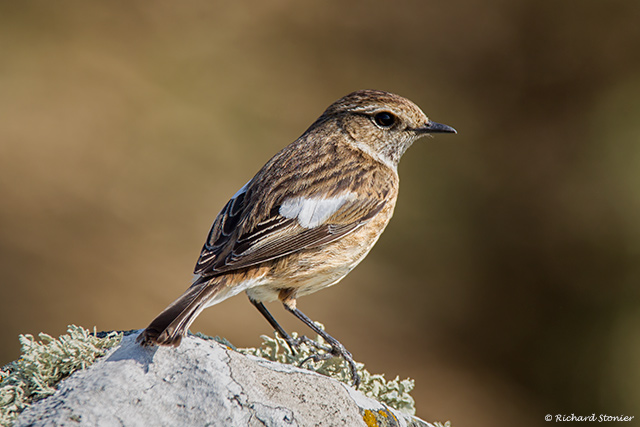 Stonechat
