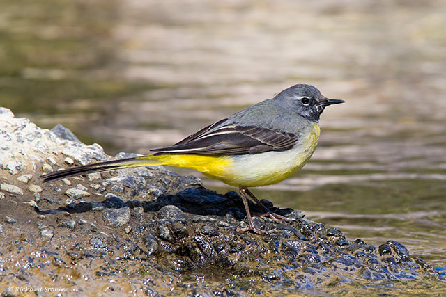 Grey Wagtail