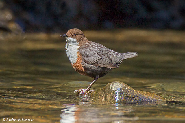 Dipper