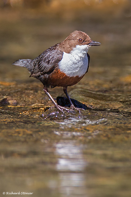 Dipper