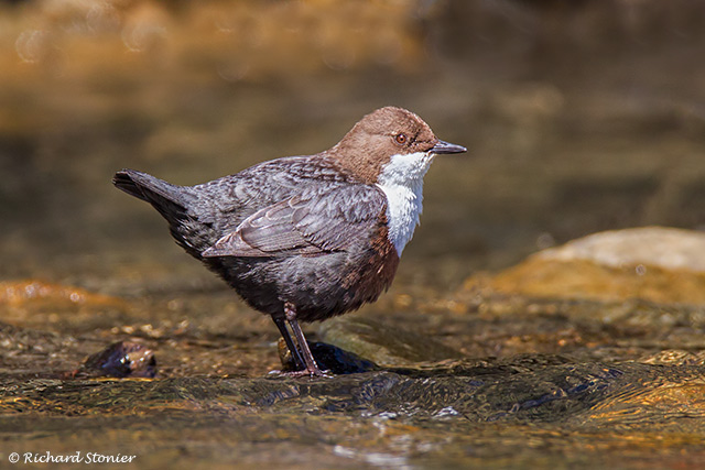 Dipper