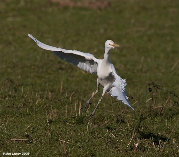 Cattle Egret