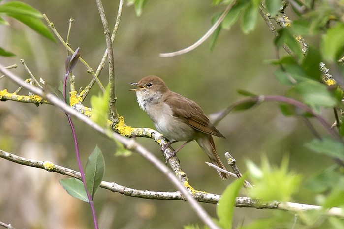 Nightingale