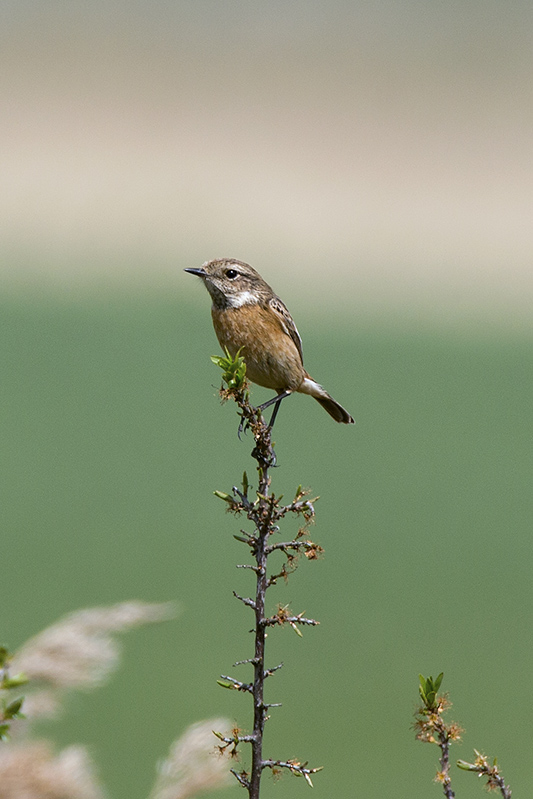 Stonechat