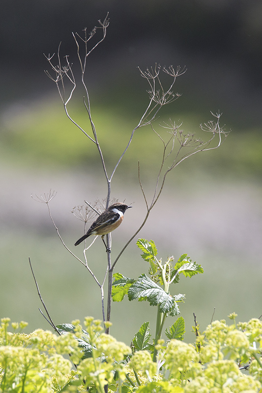 Stonechat