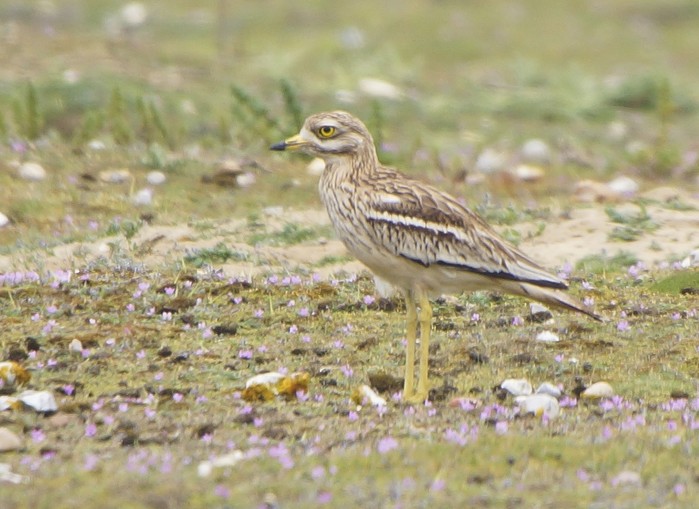 Stone Curlew