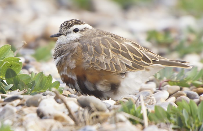 Dotterel