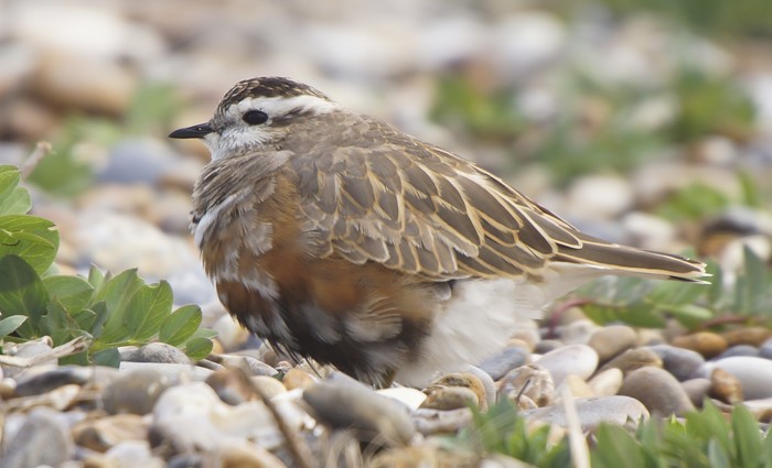 Dotterel