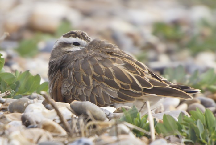 Dotterel