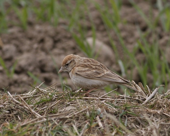 Short-toed Lark