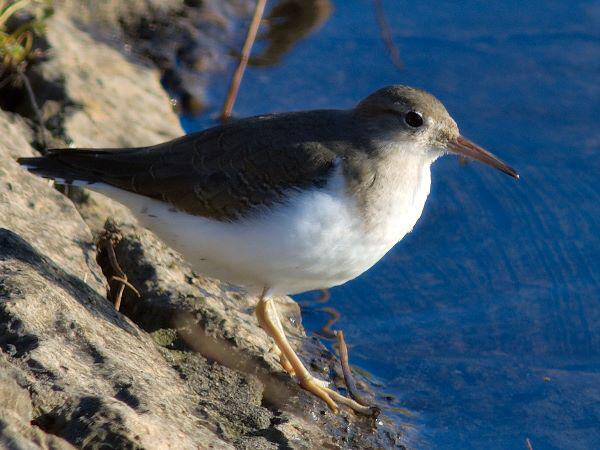 Spotted Sandpiper