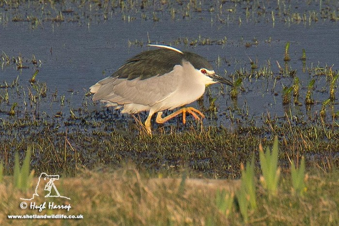 Night Heron