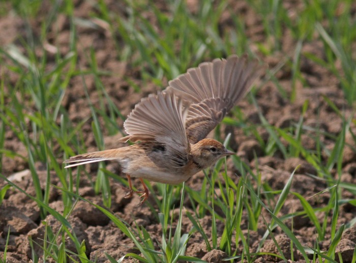 Short-toed Lark