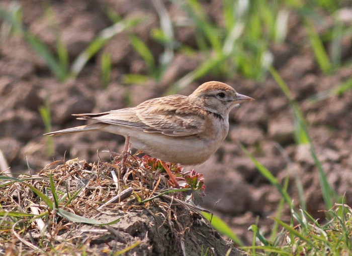 Short-toed Lark