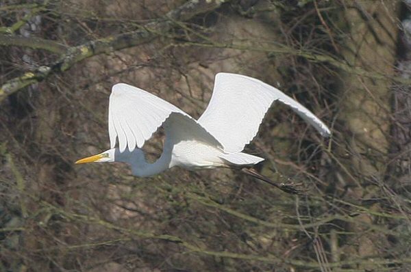 Great White Egret