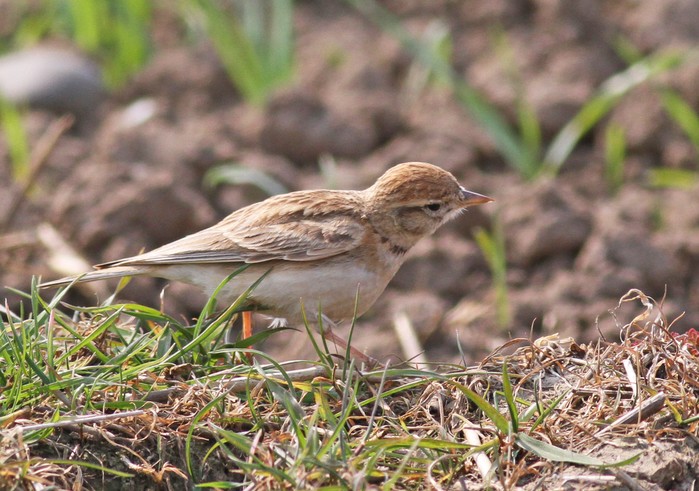 Short-toed Lark