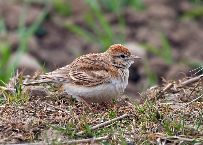 Short-toed Lark