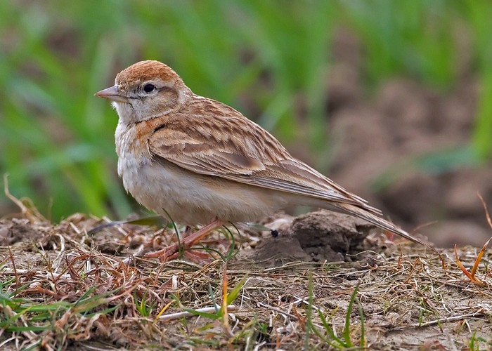 Short-toed Lark