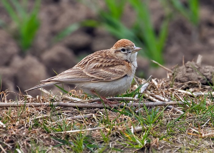 Short-toed Lark