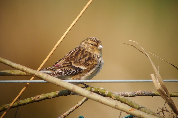 Twite