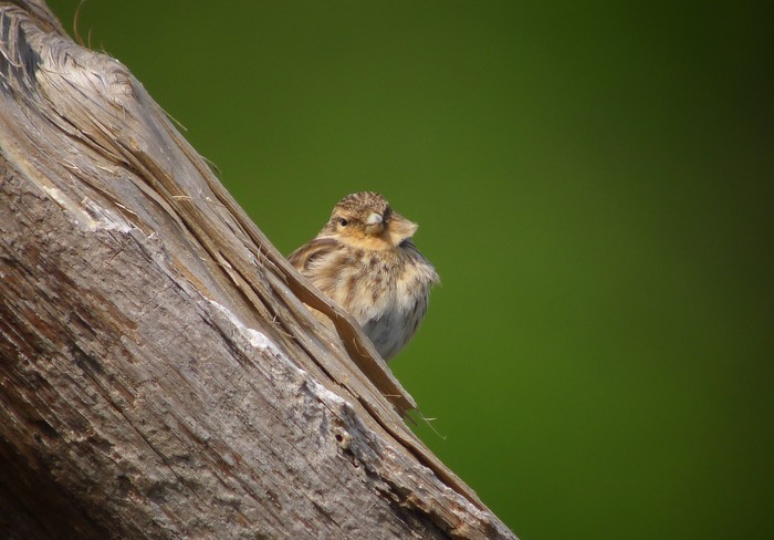 Twite