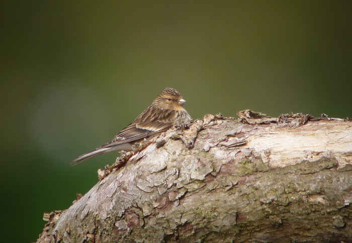 Twite