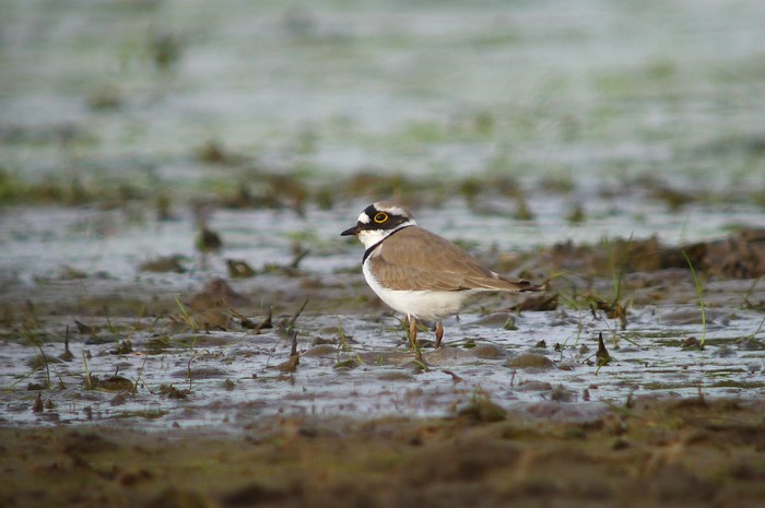 Little Ringed Plover