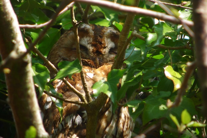 Tawny Owl