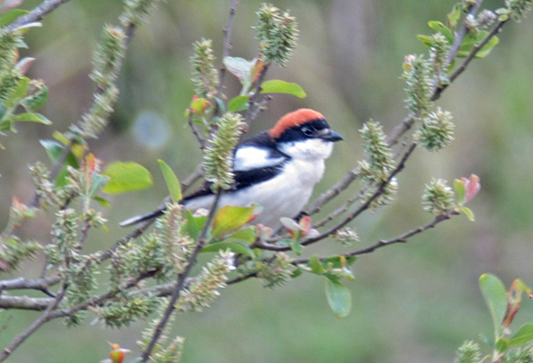 Woodchat Shrike