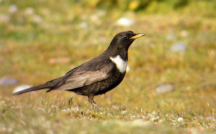 Ring Ouzel